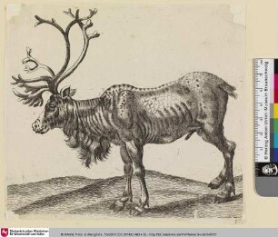 [Étude d'un animal; Tierstudie]