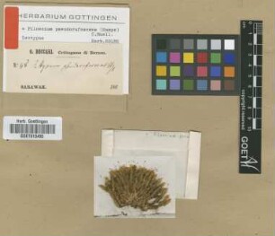 Hypnum pseudorufescens Hampe [isotype]