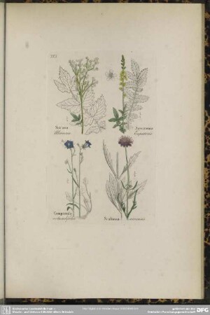 XVIII. Spiraea Ulmaria. Agrimonia Eupatoria. Campanula rotundifolia. Scabiosa arvensis