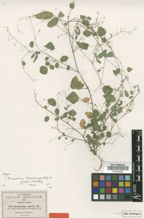 Desmodium spirale DC. var. B.L.Rob. & Greenm. transversum[type]
