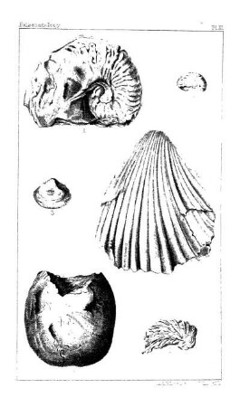 Ammonites acuto-carinatus, Shum.