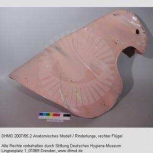 Lunge der Gläsernen Kuh, rechter Flügel