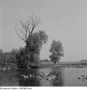 Mecklenburg. Dorfweiher mit Gänsen