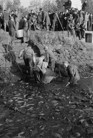 Abfischen der Karpfen im Moritzburger Schloßteich. Fischer beim Füllen und Abtransport der Karpfen in Kübeln