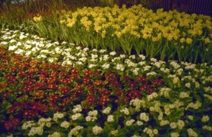 Freiburg: Stadthalle, Blumen- und Gartenausstellung, Blumenarrangements in der Stadthalle