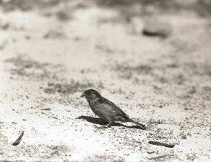 Haussperling (Passer domesticus L.), weiblich, am Boden