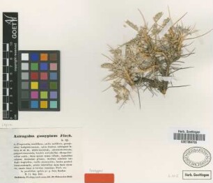 Astragalus gossypinus Fisch. [isotype]
