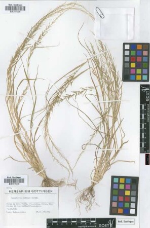Sporobolus molleri Hack.