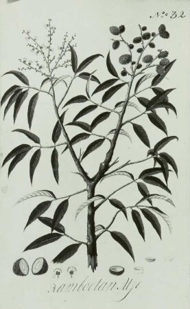 "Ramboetan Alze" Rambutan - Nephelium lappaceum, ein malayischer Obstbaum Noronha: Icones plantarum javanicarum Nr. 32