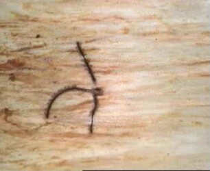 Mode of Life of the Bark Beetle