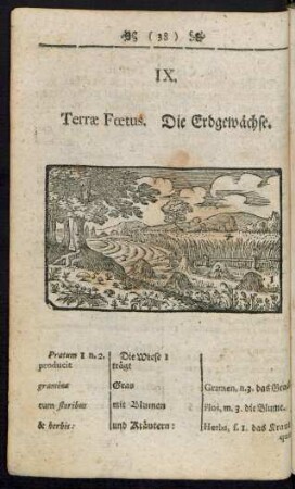 IX. Terrae Foetus. Die Erdgewächse