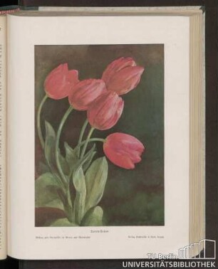 Darwin-Tulpen