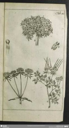 Tab. 43.