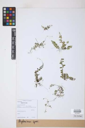 Asplenium spec.