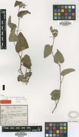 Tragia pseudomelochioides Pax & K.Hoffm. [syntype]