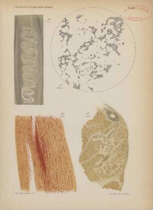 Tafel III. 1a-b, 2a-b, Fig. 2