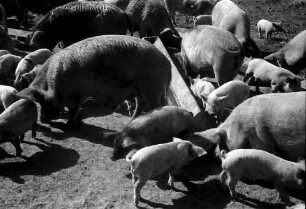 Assan Aga: Schweinezucht (Pressefahrt zur Besichtigung landwirtschaftlicher Betriebe im Bezirk Vlasca)