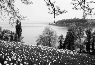 Mainau, Insel Mainau: Pressefahrt mit der DB, Tulpenblüte auf der Mainau; Blick von der Frühlingstraße