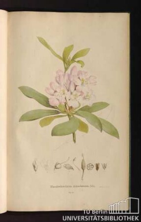 Tab. 60. Rhododendron maximum. Lin.