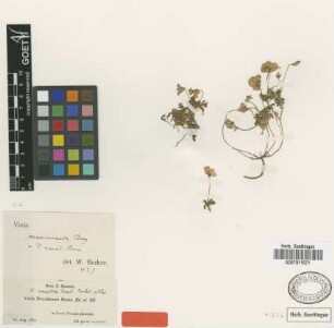 Viola nevadensis Boiss. [type]