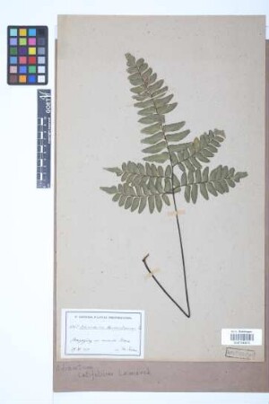 Adiantum latifolium Lam.