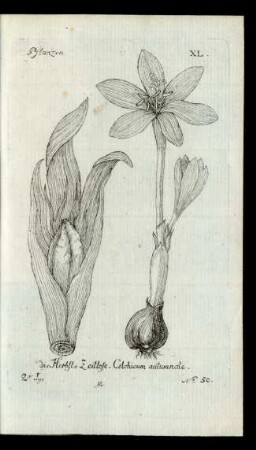 No 50. die Herbst-Zeitlose. Colchicum autumnale.