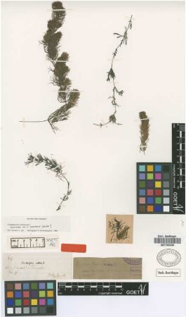 Ceratophyllum australe Griseb. [syntype]
