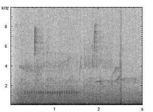 Kleinspecht | Dendrocopos minor - Trommeln