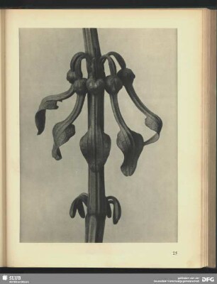 Aristolochia clematitis
