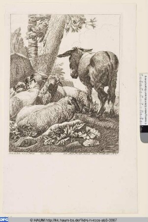 Esel und vier liegende Schafe