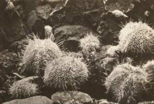 Eßbare Seeigel (Echinus esculentus L. 1758) im Aquarium Helgoland