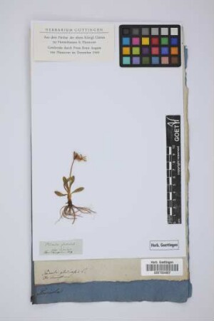 Primula glutinosa L.