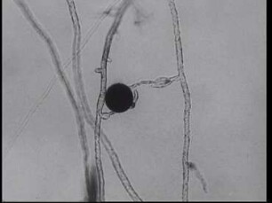 Sexual Reproduction of Saprolegnia mixta (Saprolegniaceae)