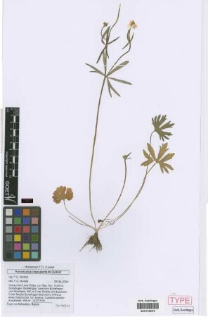 Ranunculus inexspectans Dunkel[isotype]