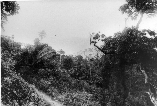 Scénario du chemin Mombo-Wilhelmstal avec montagnes