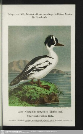Anas (Clangula) mergoides, Kjärbölling. Sägetaucherartige Ente