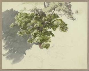 Baum im Wind