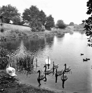 Hoisbüttel: Lottbek: Lottbeker Stausee: vorn Schwäne und Wassergeflügel im Wasser: links Schilf: am gegenüberliegenden Ufer Bäume: hinten Mitte Strommasten der Überlandleitung
