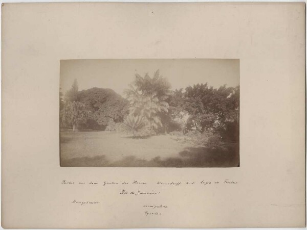 Lot provenant du jardin de M. Warnsdorff à Lagoa de Freitas. Manguier/ Palmier d'Assai/Cycadee