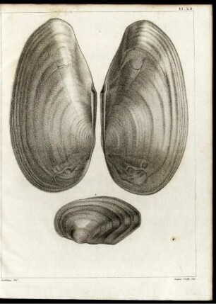 Pl. XII.