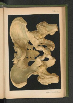 Tab. 41.