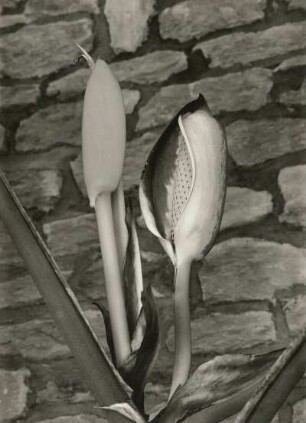 Baumlieb oder Fensterblatt (Monstera deliciosa L.), Zucht des VEB Gartenbau Dresden. Links Knospe, rechts Blüte mit Fruchtstand in Entwicklung