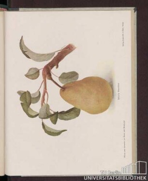 Gellert's Butterbirne