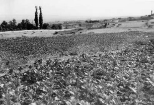 Tabakfeld, Griechenland, aus der Serie 'Die Welt des Tabaks'