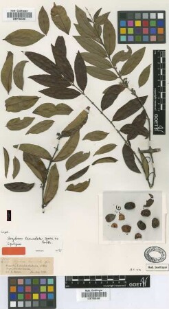 Strychnos lanceolata Spruce ex Benth. [syntype]