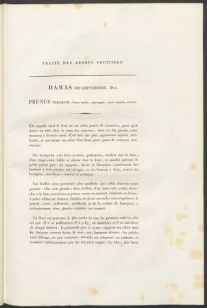 Damas De Septembre. Duh. Prunus Feriarum ...