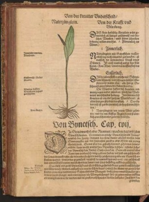 Von Bynetsch, Cap. CVII