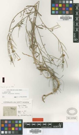 Erysimum calycinum Griseb. [holotype]