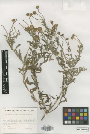 Pulicaria diffusa (Shuttlew) B.Peterson