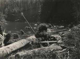 Böhmerwald. Am Ufer des Schwarzen Sees
